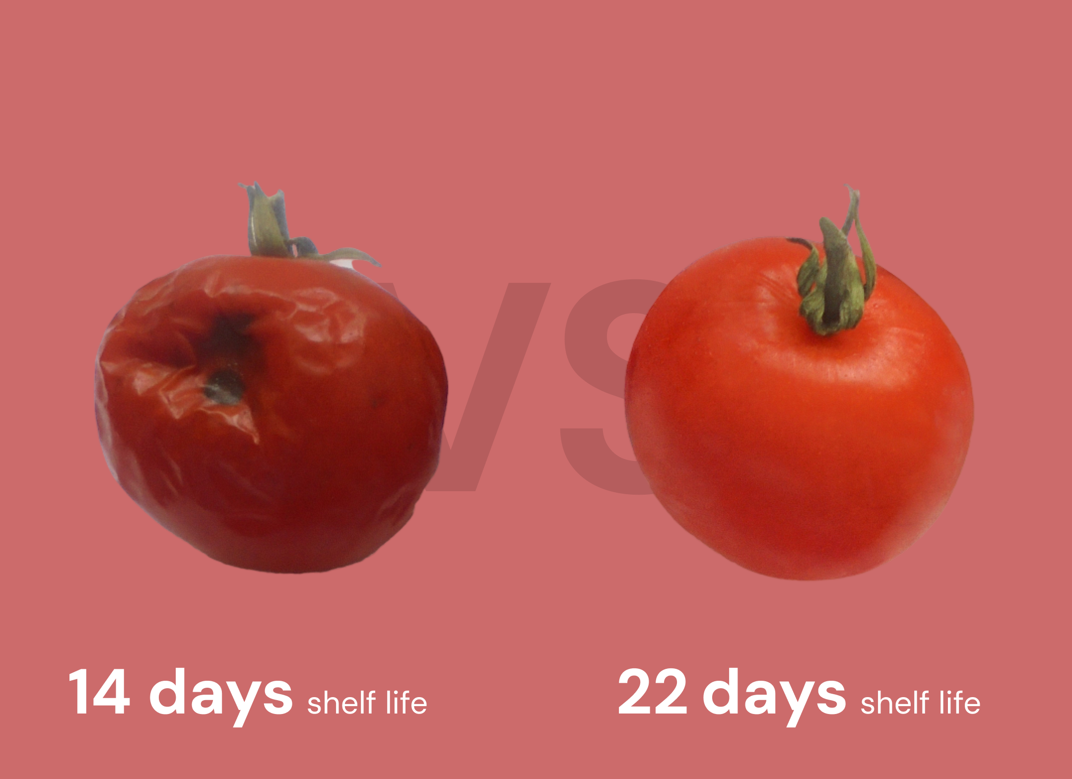 Tomato freshness comparison