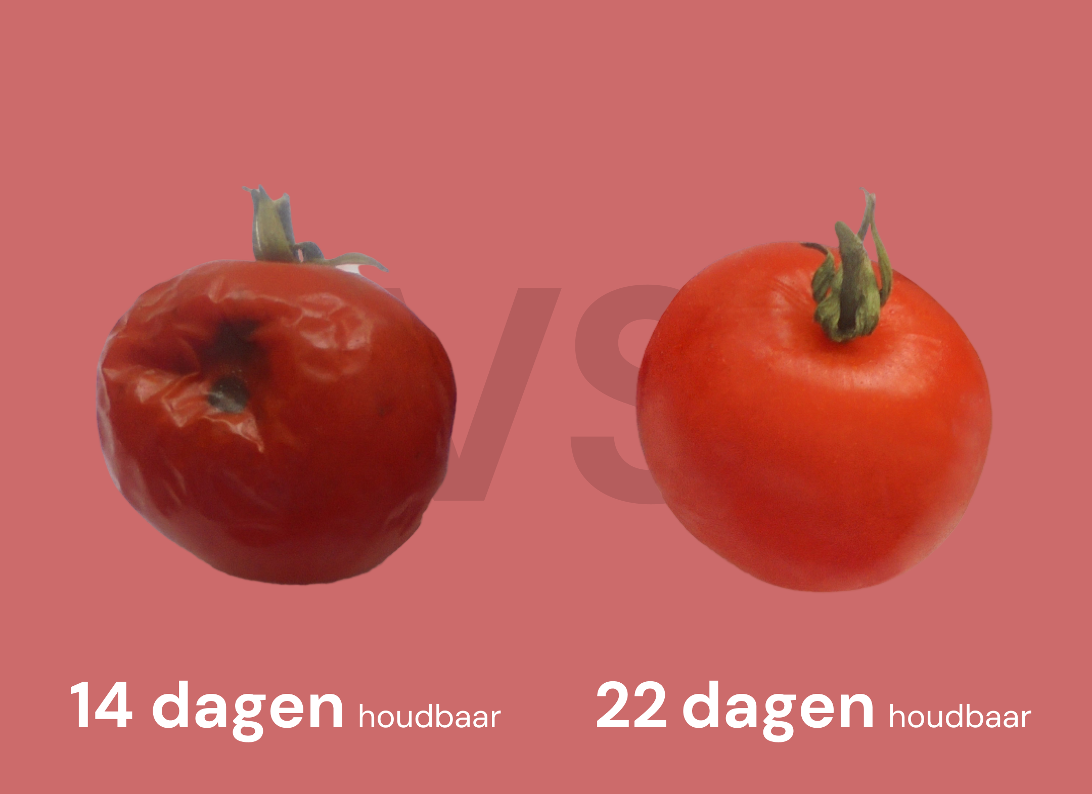 Tomaat versheid vergelijking